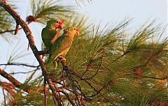 Red-lored Amazon